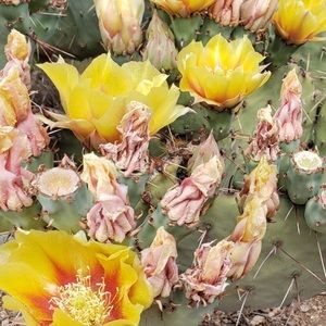 Meet your Posher, Shelby